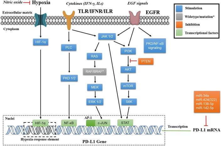 https://cdn.ncbi.nlm.nih.gov/pmc/blobs/ce11/6718566/5333624412f3/fimmu-10-02022-g0003.jpg