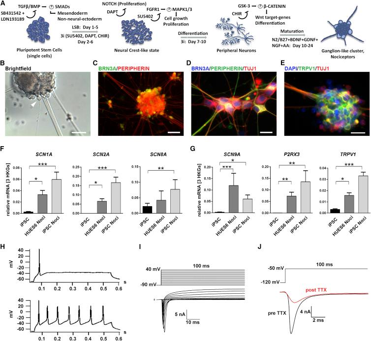 https://cdn.ncbi.nlm.nih.gov/pmc/blobs/ce13/4618592/012a0458be72/gr1.jpg
