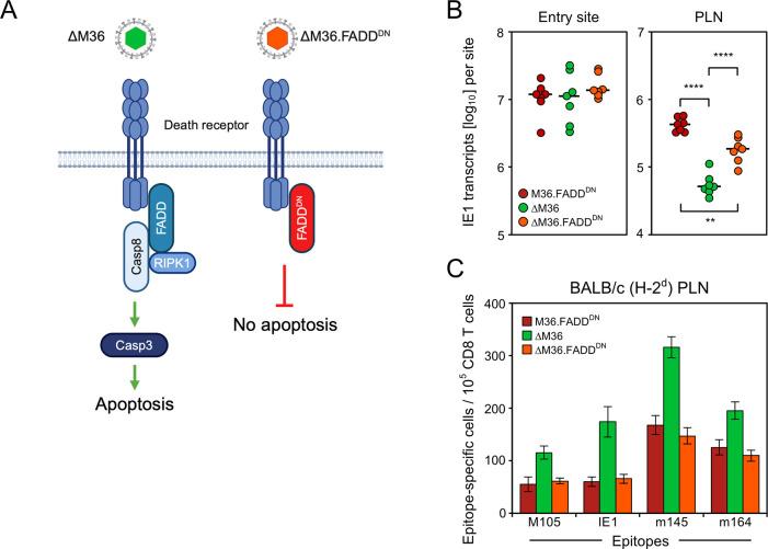 https://cdn.ncbi.nlm.nih.gov/pmc/blobs/ce14/11349235/8eba9926176f/ppat.1012173.g004.jpg