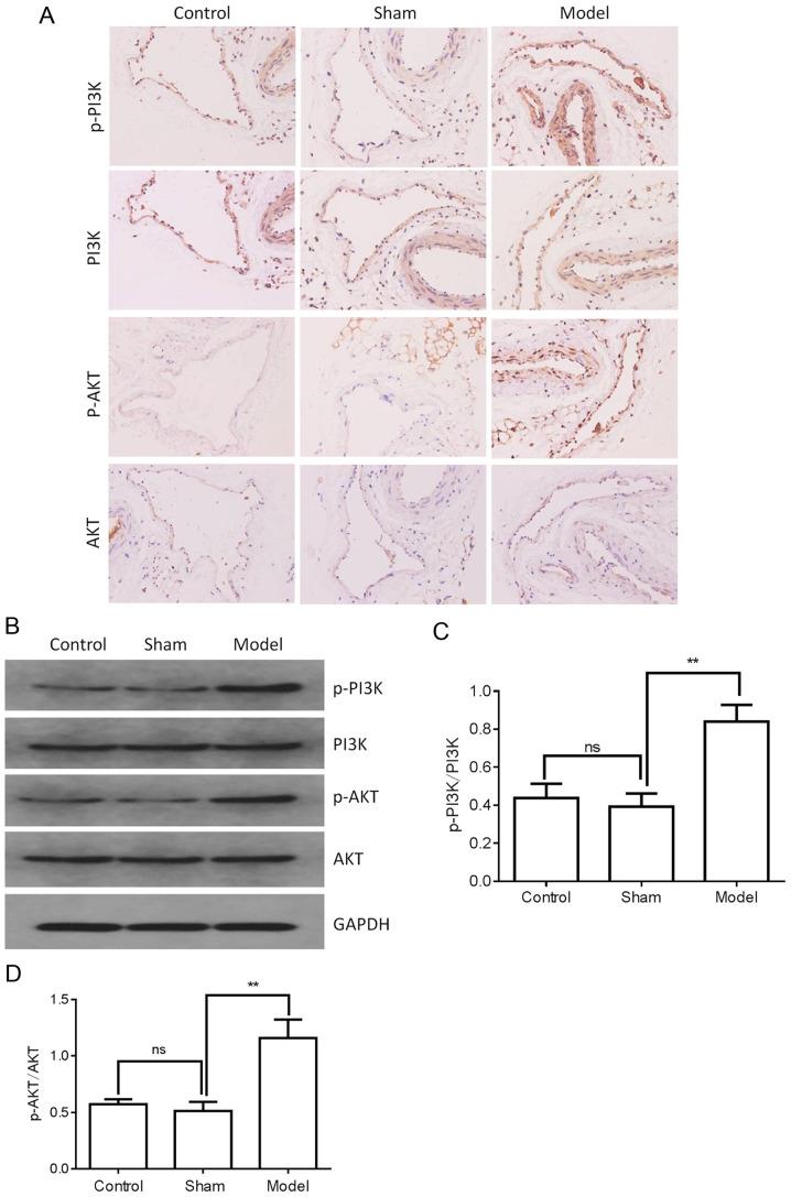 https://cdn.ncbi.nlm.nih.gov/pmc/blobs/ce18/8018183/08391b776b19/IJMM-47-05-04920-g02.jpg
