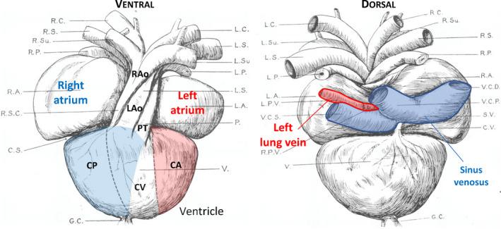 https://cdn.ncbi.nlm.nih.gov/pmc/blobs/ce19/9296022/19fd89599813/JOA-241-535-g003.jpg