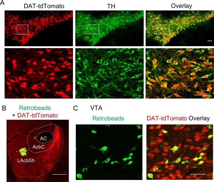 https://cdn.ncbi.nlm.nih.gov/pmc/blobs/ce1c/5749952/12de07a8fbeb/elife-32420-fig3.jpg