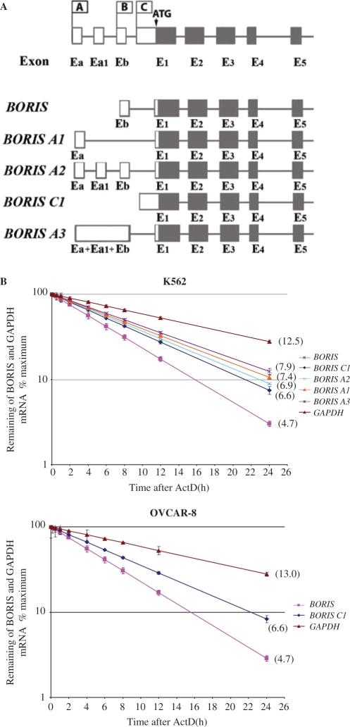 https://cdn.ncbi.nlm.nih.gov/pmc/blobs/ce21/2175345/85ce51f05719/gkm896f2.jpg