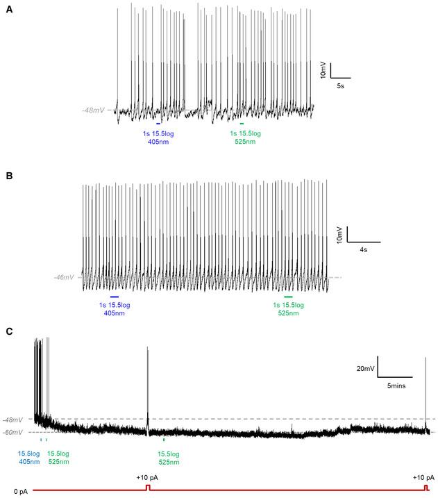 https://cdn.ncbi.nlm.nih.gov/pmc/blobs/ce24/8097317/1d9cccc6fe8e/EMBR-22-e51866-g005.jpg