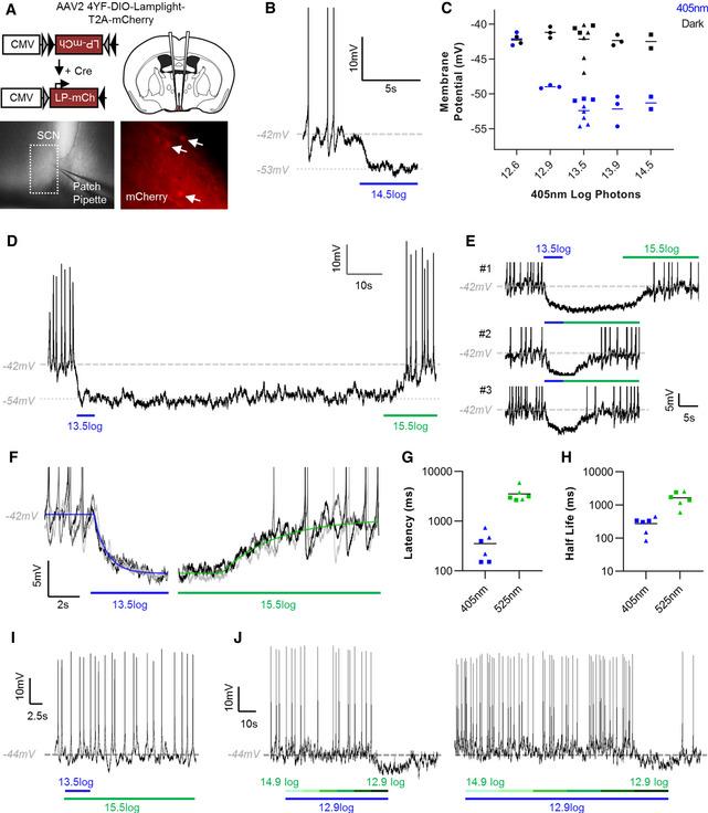 https://cdn.ncbi.nlm.nih.gov/pmc/blobs/ce24/8097317/f66683422afa/EMBR-22-e51866-g004.jpg