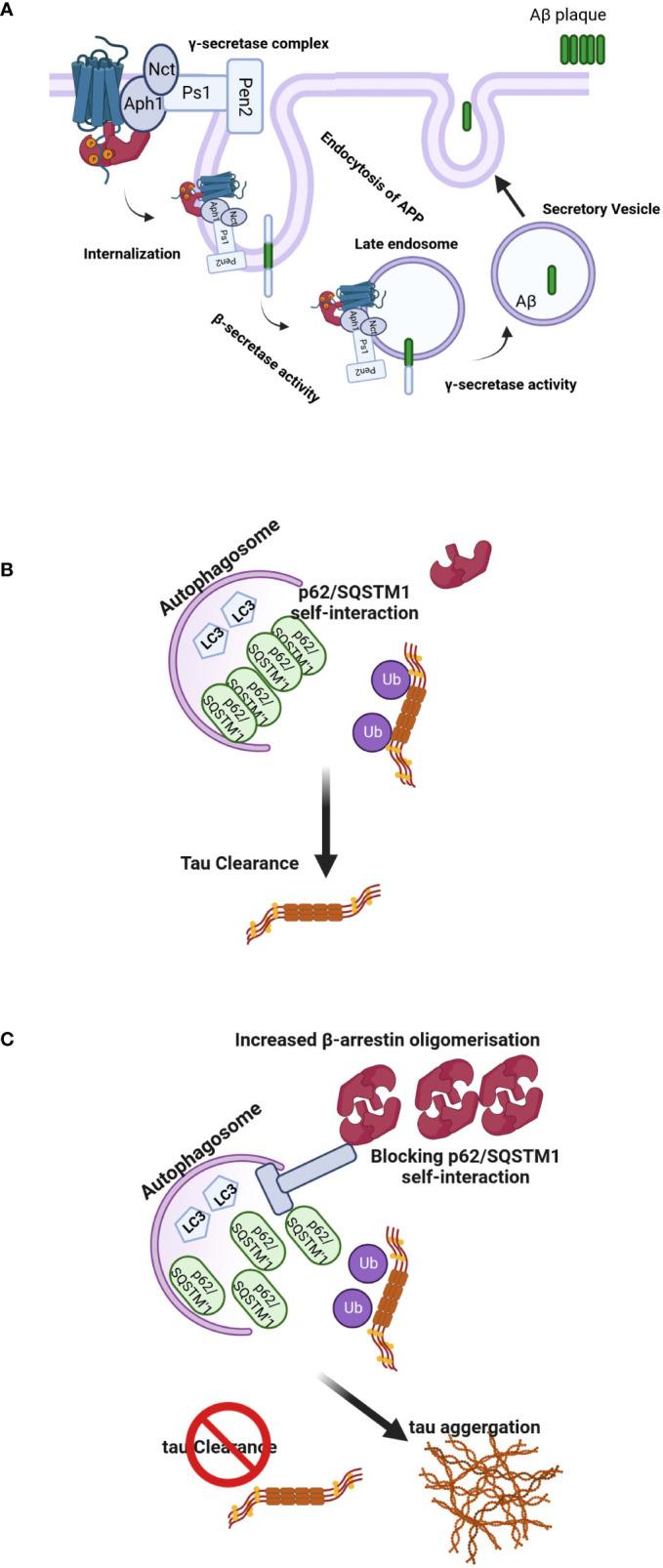 https://cdn.ncbi.nlm.nih.gov/pmc/blobs/ce27/9947276/ab35dabc7a5c/fendo-14-957981-g004.jpg