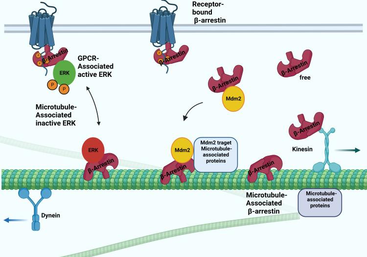 https://cdn.ncbi.nlm.nih.gov/pmc/blobs/ce27/9947276/cc8ed503b9dd/fendo-14-957981-g002.jpg