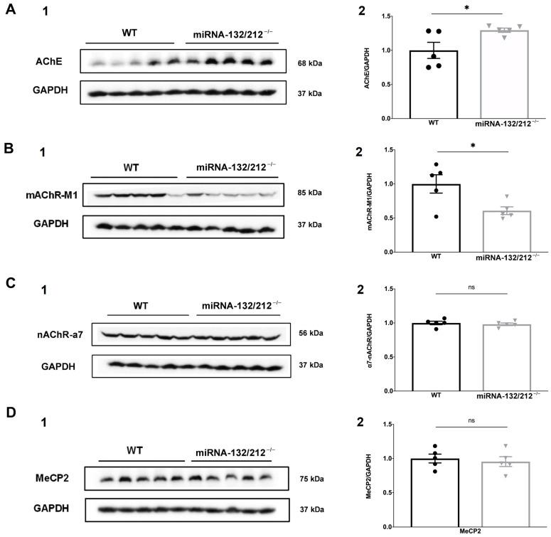 https://cdn.ncbi.nlm.nih.gov/pmc/blobs/ce28/8306255/445dc8477302/cells-10-01709-g006.jpg