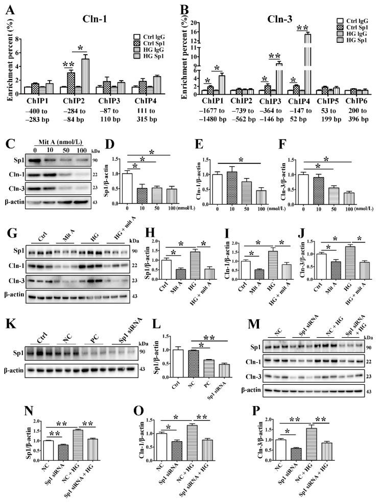 https://cdn.ncbi.nlm.nih.gov/pmc/blobs/ce28/8617860/0c5609f9f9c6/cells-10-03230-g006.jpg