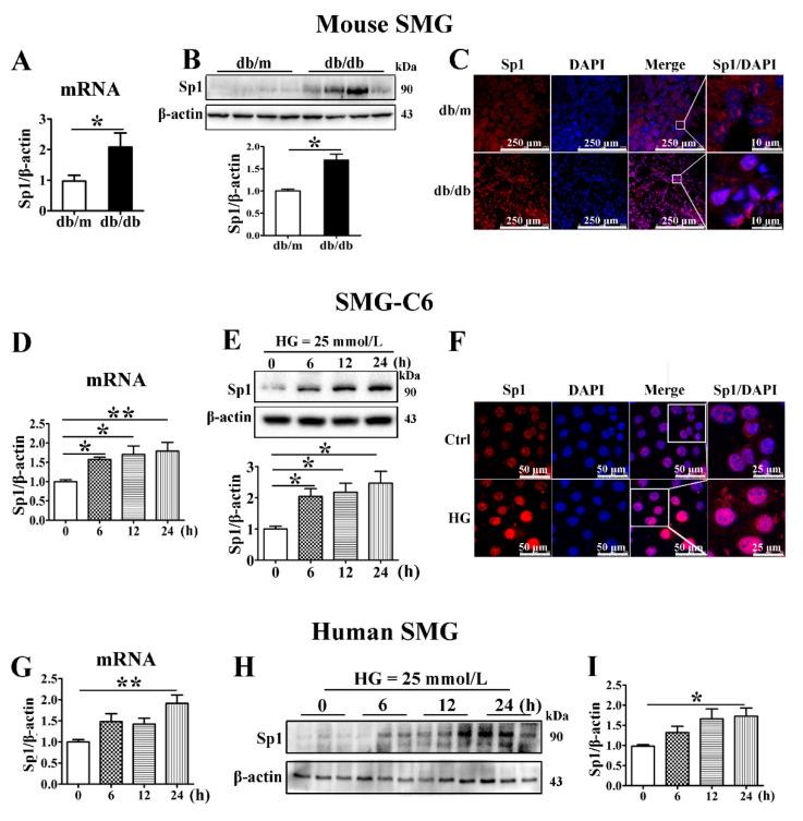 https://cdn.ncbi.nlm.nih.gov/pmc/blobs/ce28/8617860/50c6e9292fd8/cells-10-03230-g005.jpg