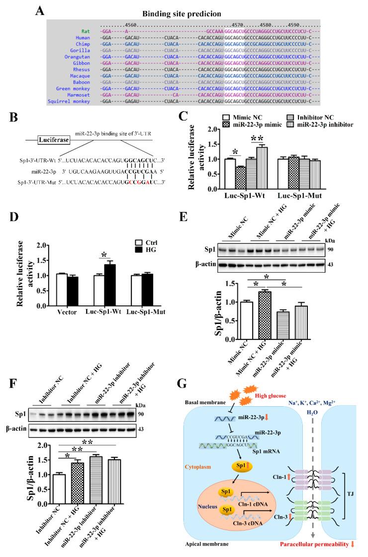 https://cdn.ncbi.nlm.nih.gov/pmc/blobs/ce28/8617860/5b7772558d2d/cells-10-03230-g007.jpg