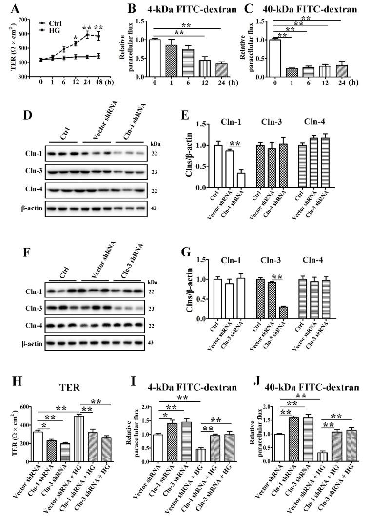 https://cdn.ncbi.nlm.nih.gov/pmc/blobs/ce28/8617860/68e9dd3ef259/cells-10-03230-g003.jpg