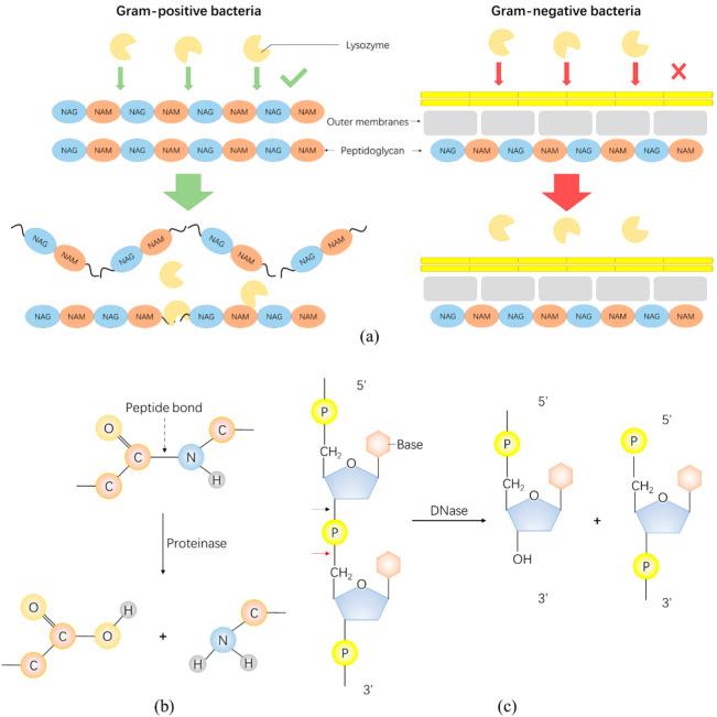 https://cdn.ncbi.nlm.nih.gov/pmc/blobs/ce28/8944833/3887cd98acb9/antibiotics-11-00390-g002.jpg