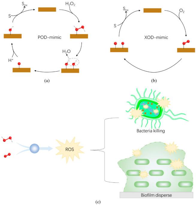 https://cdn.ncbi.nlm.nih.gov/pmc/blobs/ce28/8944833/657e2cdb7eec/antibiotics-11-00390-g004.jpg