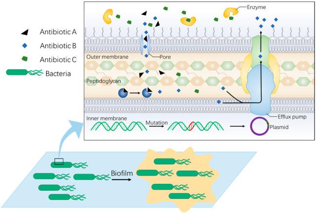 https://cdn.ncbi.nlm.nih.gov/pmc/blobs/ce28/8944833/9c5f2d5f5779/antibiotics-11-00390-g001.jpg