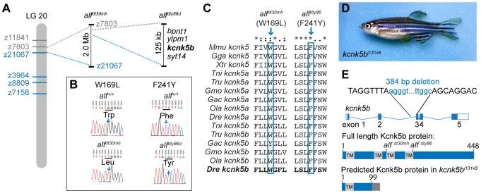 https://cdn.ncbi.nlm.nih.gov/pmc/blobs/ce2c/3894163/119c1e75a687/pgen.1004080.g003.jpg