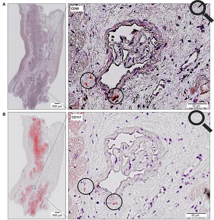 https://cdn.ncbi.nlm.nih.gov/pmc/blobs/ce2f/5845648/fda41edcb4ae/fgene-09-00072-g0013.jpg