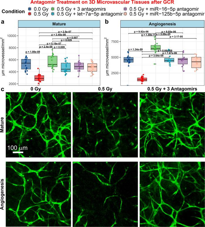 https://cdn.ncbi.nlm.nih.gov/pmc/blobs/ce34/11166944/4c8bec88a3de/41467_2024_48920_Fig1_HTML.jpg