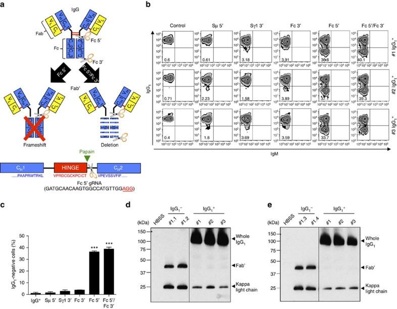 https://cdn.ncbi.nlm.nih.gov/pmc/blobs/ce37/4786874/2af78fbc26fb/ncomms10934-f5.jpg