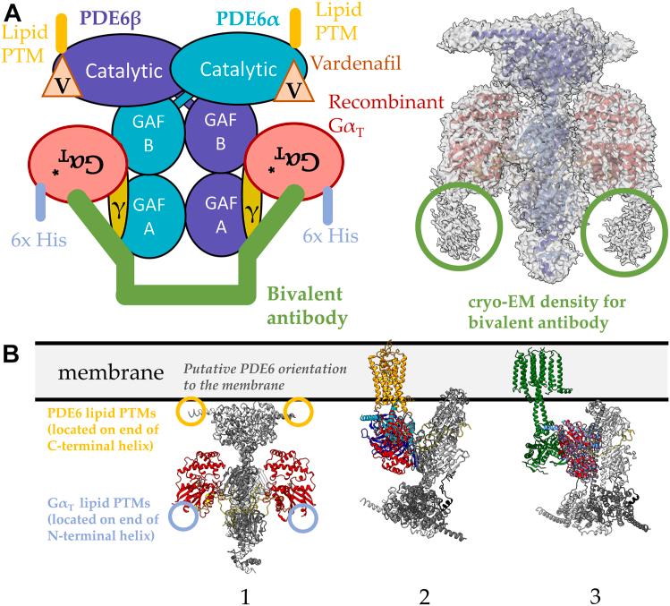 https://cdn.ncbi.nlm.nih.gov/pmc/blobs/ce3e/10838916/6a913de9a137/gr1.jpg