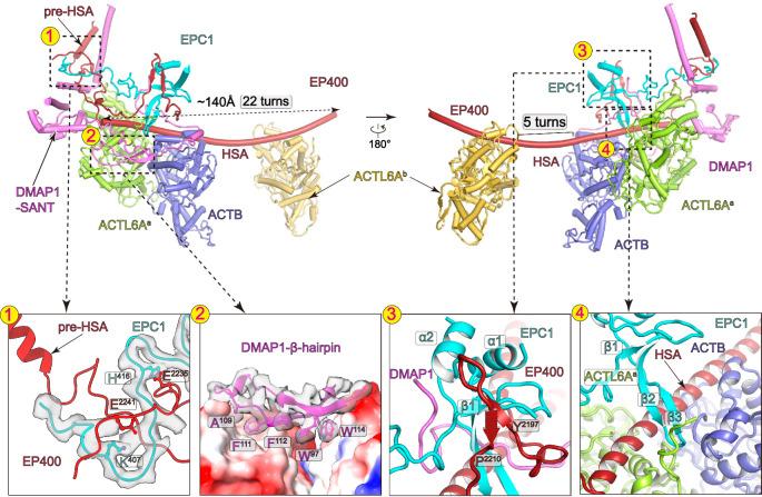 https://cdn.ncbi.nlm.nih.gov/pmc/blobs/ce3e/11330486/4e71653e1219/41467_2024_51259_Fig3_HTML.jpg