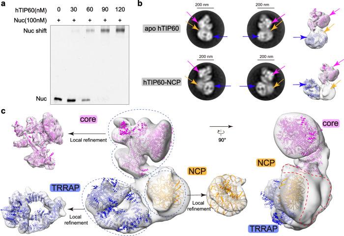 https://cdn.ncbi.nlm.nih.gov/pmc/blobs/ce3e/11330486/c0c983123f1d/41467_2024_51259_Fig5_HTML.jpg