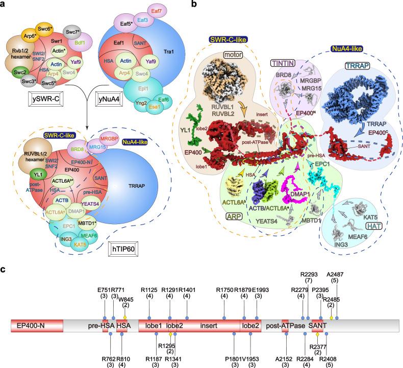 https://cdn.ncbi.nlm.nih.gov/pmc/blobs/ce3e/11330486/c757debce133/41467_2024_51259_Fig6_HTML.jpg