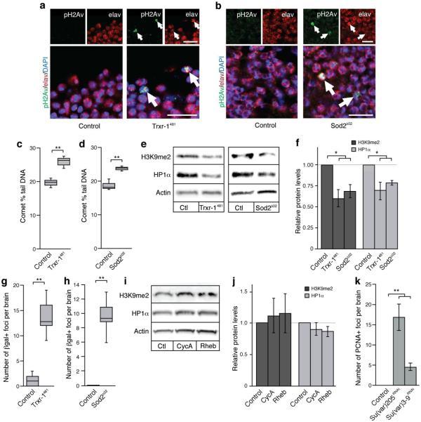 https://cdn.ncbi.nlm.nih.gov/pmc/blobs/ce40/4012297/75fecb0330fd/nihms-560028-f0003.jpg