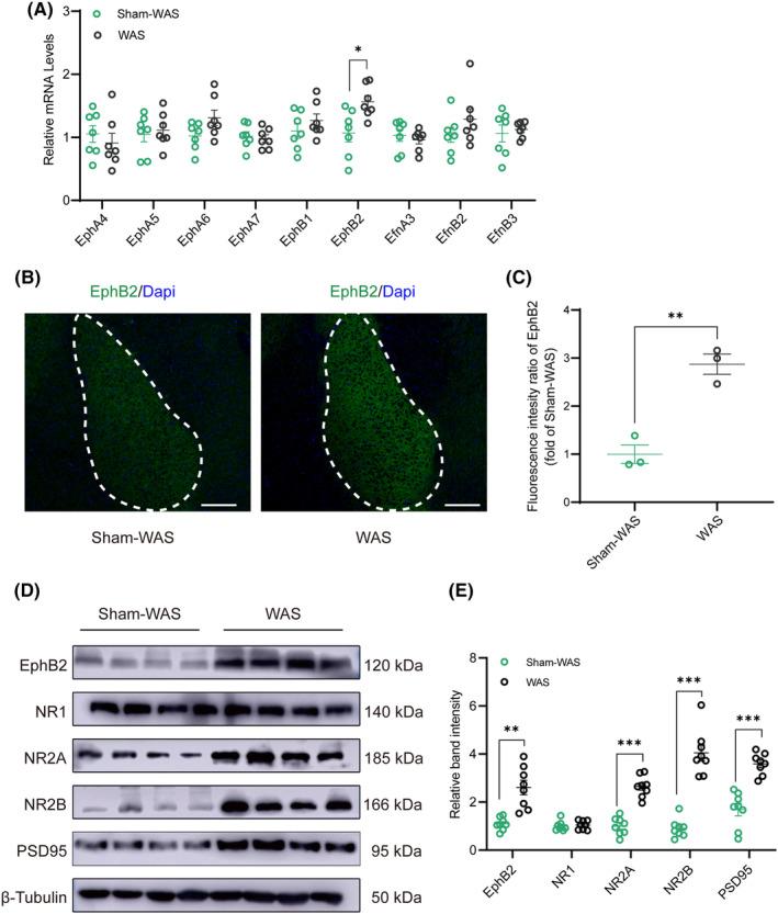 https://cdn.ncbi.nlm.nih.gov/pmc/blobs/ce41/10865153/2f08c3f974a4/CNS-30-e14611-g008.jpg