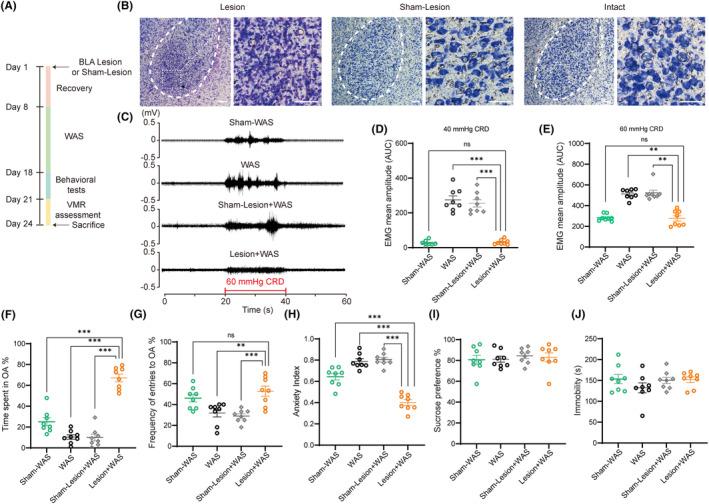 https://cdn.ncbi.nlm.nih.gov/pmc/blobs/ce41/10865153/a17f89eb7448/CNS-30-e14611-g007.jpg