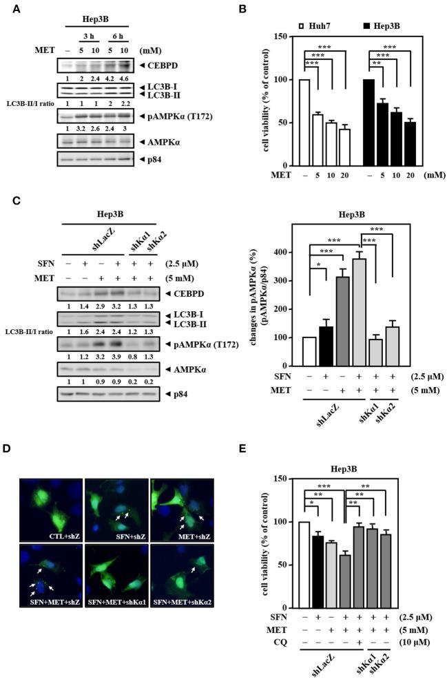 https://cdn.ncbi.nlm.nih.gov/pmc/blobs/ce44/7931828/24a2bdc6e886/fcell-08-596655-g0005.jpg
