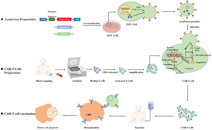 https://cdn.ncbi.nlm.nih.gov/pmc/blobs/ce4a/11375682/7cd31261049c/fimmu-15-1433315-g002.jpg