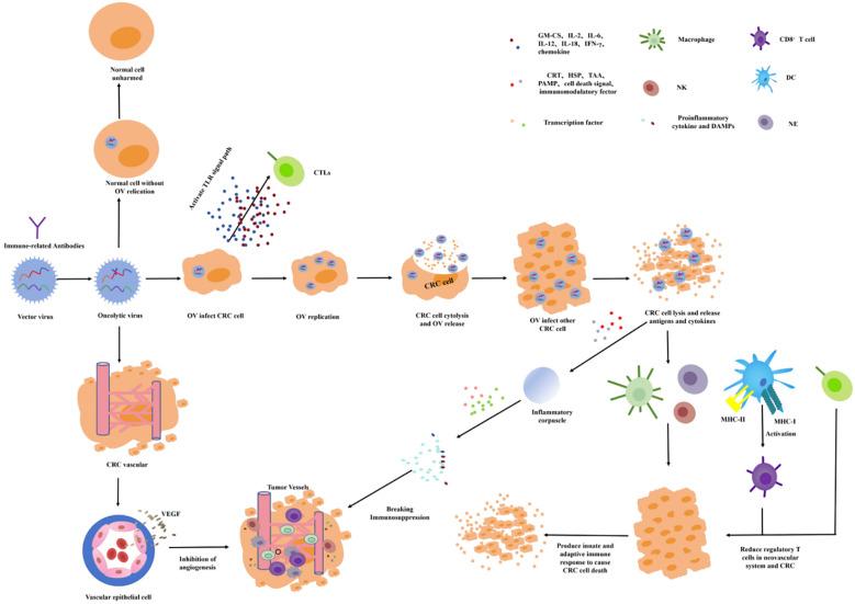 https://cdn.ncbi.nlm.nih.gov/pmc/blobs/ce4a/11375682/cf6f5d675f5f/fimmu-15-1433315-g005.jpg