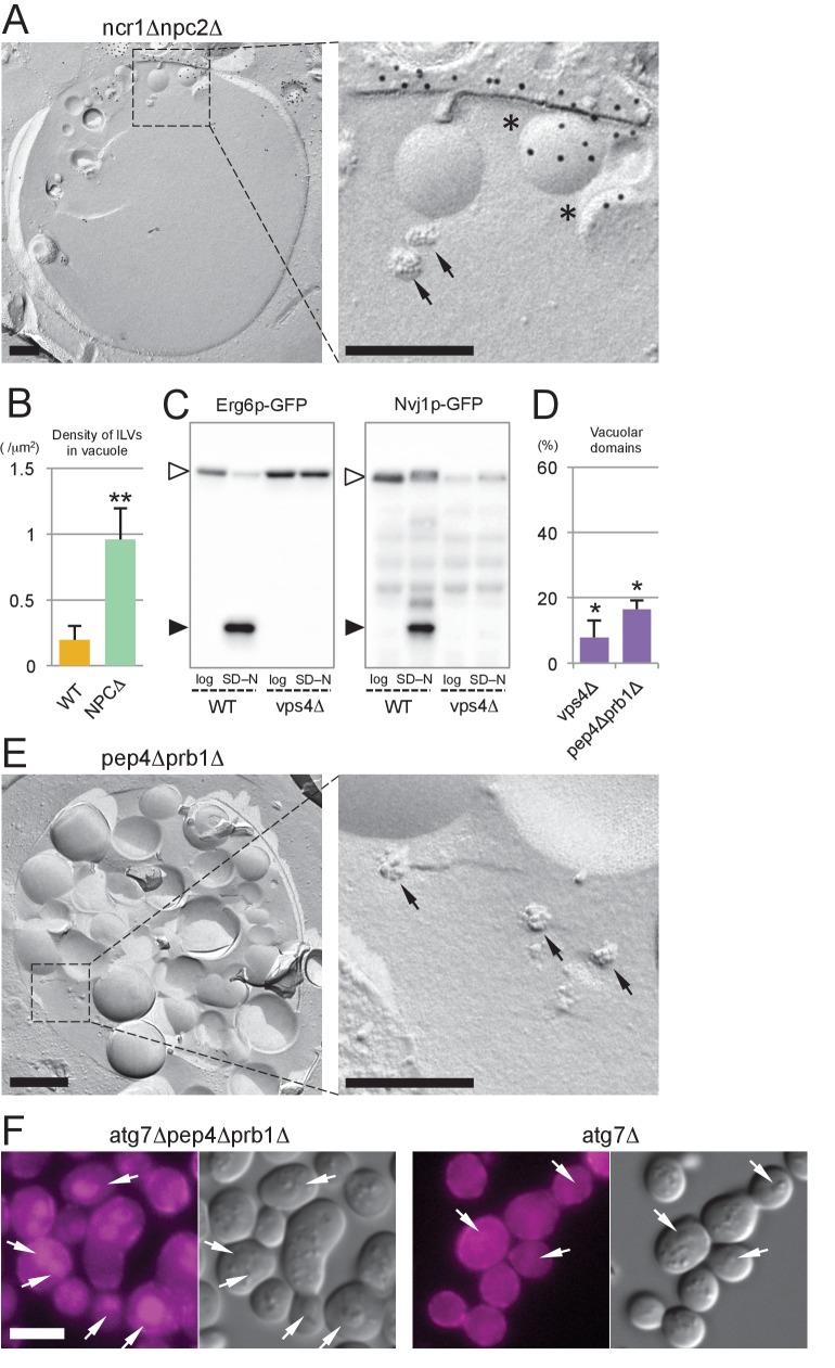 https://cdn.ncbi.nlm.nih.gov/pmc/blobs/ce4a/5462540/82c08de01c21/elife-25960-fig6.jpg
