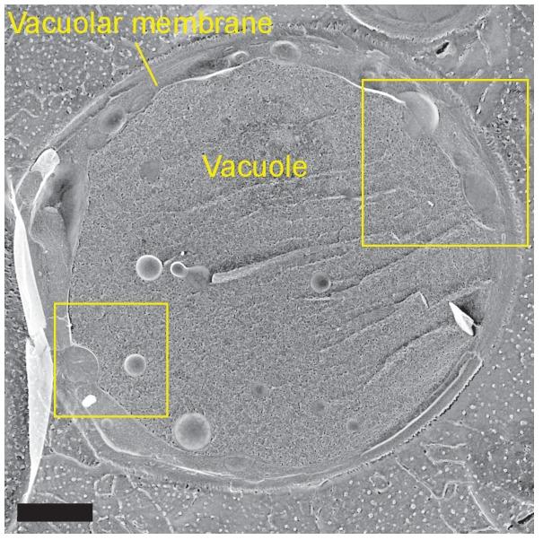 https://cdn.ncbi.nlm.nih.gov/pmc/blobs/ce4a/5462540/da1a08af6a1e/elife-25960-fig1-figsupp2.jpg