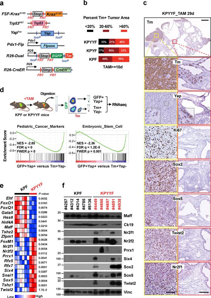 https://cdn.ncbi.nlm.nih.gov/pmc/blobs/ce4e/10017707/239d859b2ca6/41467_2023_37147_Fig1_HTML.jpg
