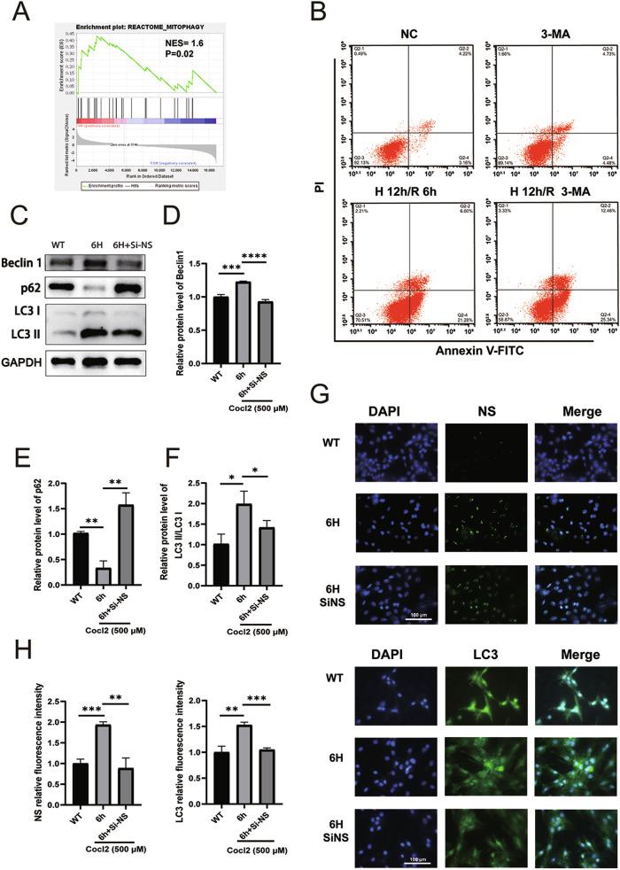 https://cdn.ncbi.nlm.nih.gov/pmc/blobs/ce4f/11525682/8aa28dda66e8/41420_2024_2221_Fig6_HTML.jpg
