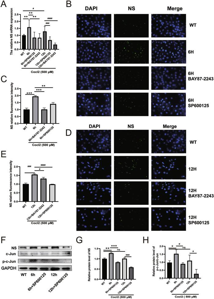 https://cdn.ncbi.nlm.nih.gov/pmc/blobs/ce4f/11525682/99445b7d47a6/41420_2024_2221_Fig4_HTML.jpg