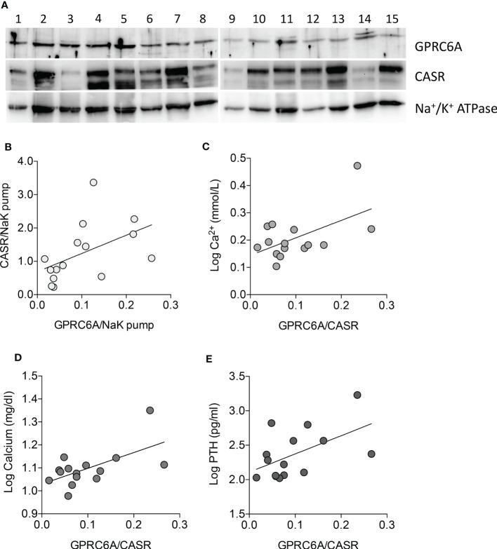 https://cdn.ncbi.nlm.nih.gov/pmc/blobs/ce50/10098338/4712b05c909d/fendo-14-1129930-g004.jpg