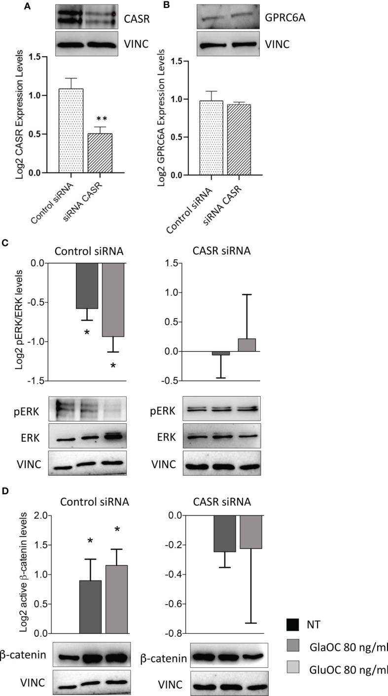 https://cdn.ncbi.nlm.nih.gov/pmc/blobs/ce50/10098338/d46fe4847ab1/fendo-14-1129930-g006.jpg