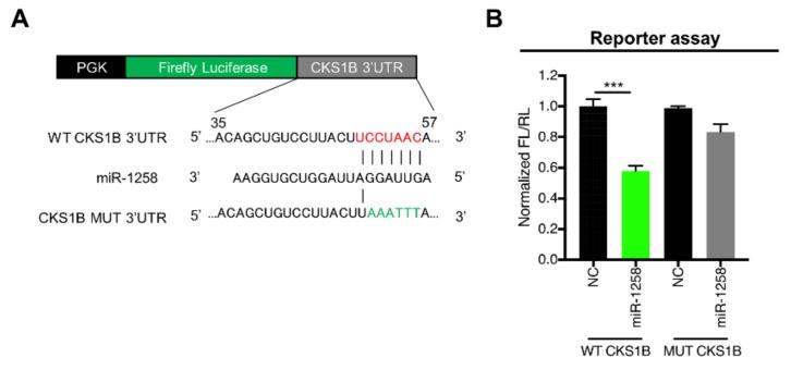 https://cdn.ncbi.nlm.nih.gov/pmc/blobs/ce52/6896137/81ef13062ea7/genes-10-00912-g002.jpg
