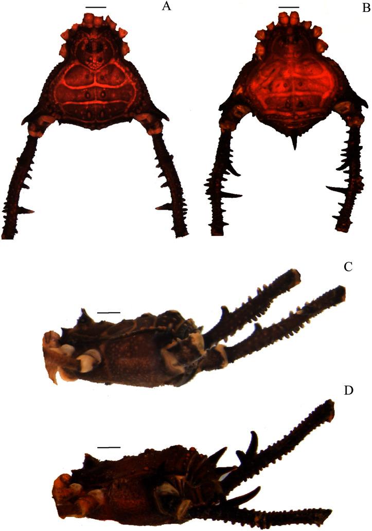 https://cdn.ncbi.nlm.nih.gov/pmc/blobs/ce52/8485841/d2ca10aedaf1/peerj-09-11682-g006.jpg