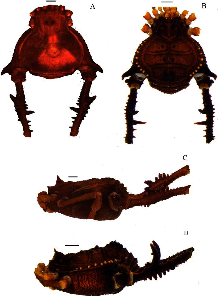 https://cdn.ncbi.nlm.nih.gov/pmc/blobs/ce52/8485841/dbfc44d4056d/peerj-09-11682-g002.jpg