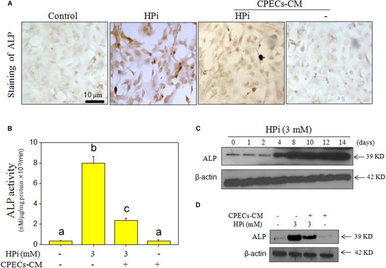 https://cdn.ncbi.nlm.nih.gov/pmc/blobs/ce53/7892975/24a2aae510f6/fphys-12-607739-g003.jpg