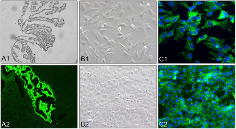 https://cdn.ncbi.nlm.nih.gov/pmc/blobs/ce53/7892975/840fb151c7bb/fphys-12-607739-g001.jpg