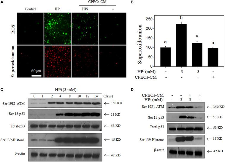 https://cdn.ncbi.nlm.nih.gov/pmc/blobs/ce53/7892975/e93133a104b0/fphys-12-607739-g004.jpg