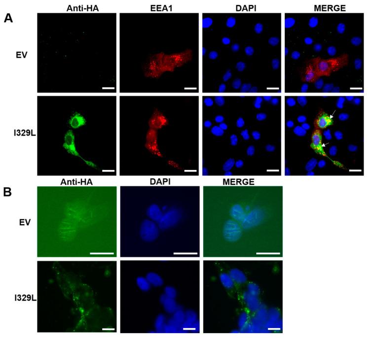 https://cdn.ncbi.nlm.nih.gov/pmc/blobs/ce57/9965916/21383df63761/viruses-15-00445-g001.jpg
