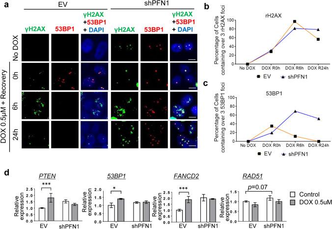 https://cdn.ncbi.nlm.nih.gov/pmc/blobs/ce58/7925496/91d715827034/11033_2021_6210_Fig5_HTML.jpg
