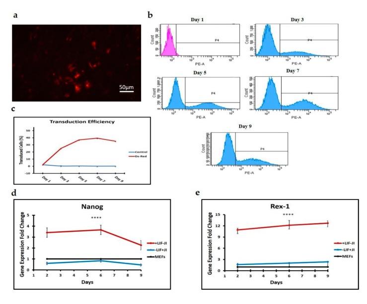 https://cdn.ncbi.nlm.nih.gov/pmc/blobs/ce59/7017373/c4b33c3faa48/cells-09-00191-g001.jpg