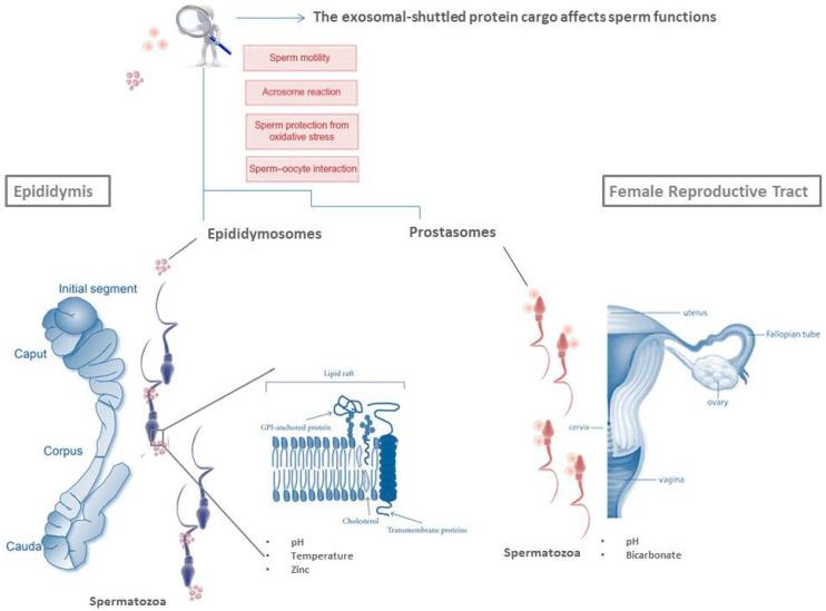 https://cdn.ncbi.nlm.nih.gov/pmc/blobs/ce59/7583765/cfd5a4f5f610/ijms-21-07022-g001.jpg